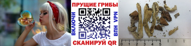 Галлюциногенные грибы GOLDEN TEACHER  дарнет шоп  MEGA tor  Новоалтайск 